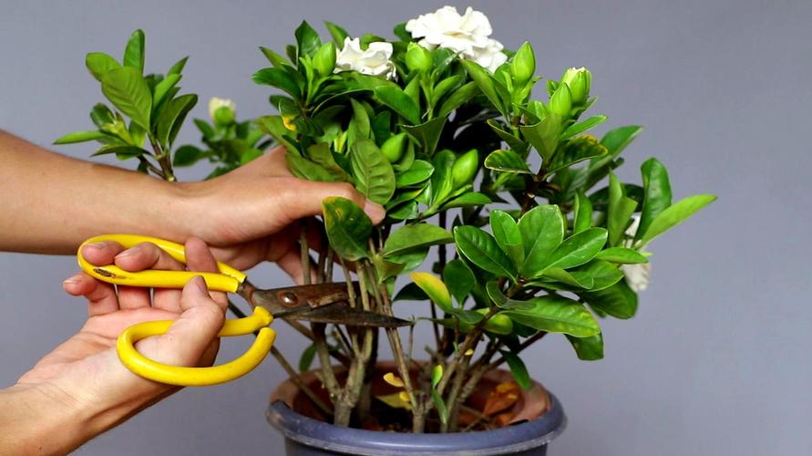 栀子花一年开几次（栀子花开花次数及养护技巧解答）