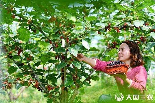 桑葚什么时候成熟（果树知识及采摘季节介绍）