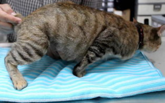 猫咪怀孕吃什么补充营养（指导猫咪妊娠期间合理补充营养的饮食策略）