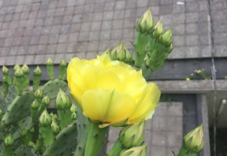 仙人掌花可以吃吗（探讨食用仙人掌花的好处与安全事项）