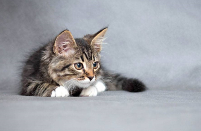 怀孕梦见猫是什么意思（梦见猫有关怀孕的预兆分析）