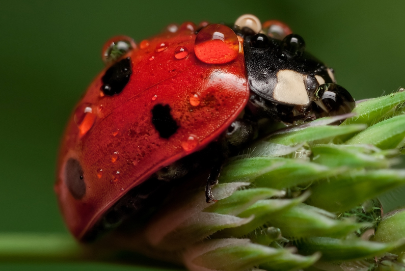 世界上最恐怖的十大生物（介绍世界上最可怕的生物种类）