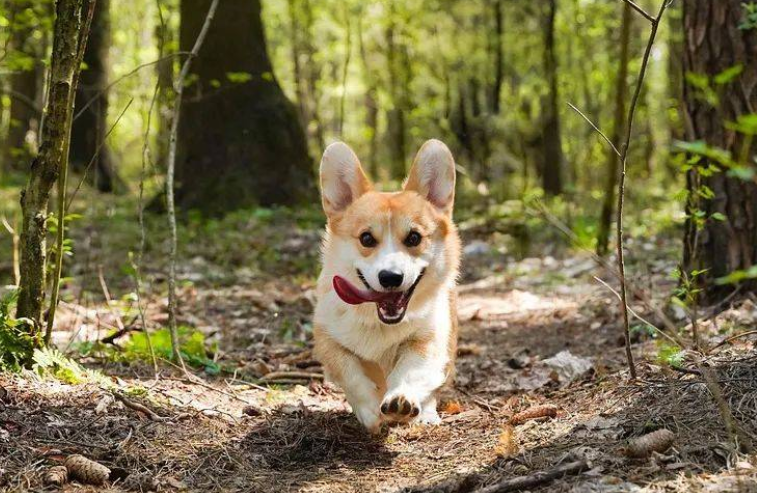 十大适合家养的小型犬排行榜（推荐最适合家庭饲养的小犬品种）