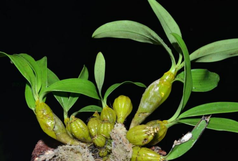 石斛怎么种植(详解石斛的种植技巧与注意事项)