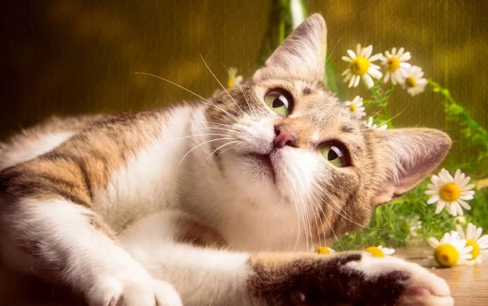 养猫的好处和坏处(全面分析养猫的利与弊)