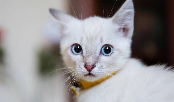 幼猫喝什么代替猫奶(推荐适合幼猫饮用的替代猫奶的饮品)