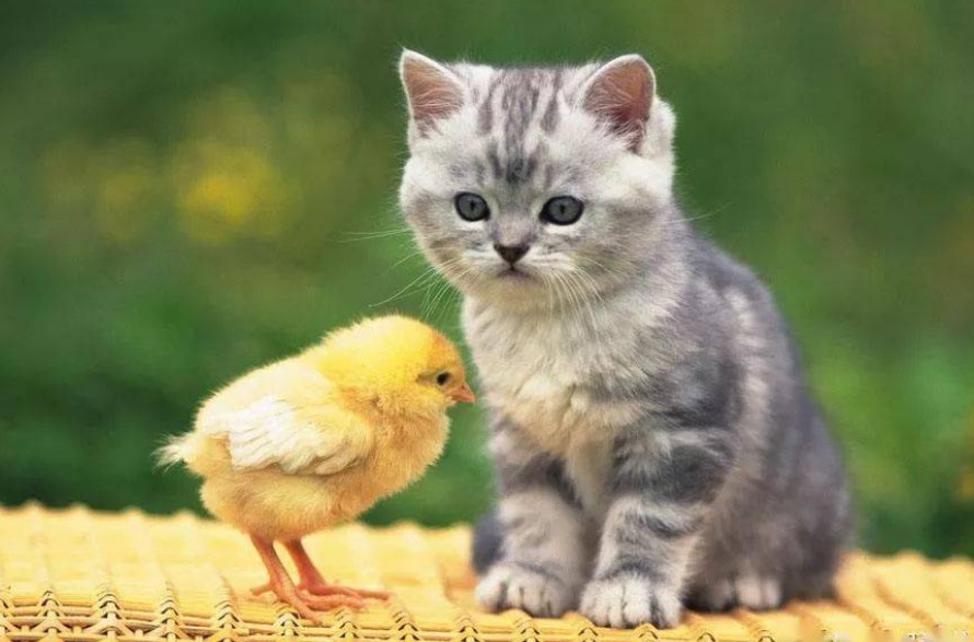 猫咪多大可以打疫苗(解答猫咪接种疫苗的最佳时间)