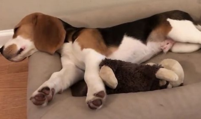 狗狗睡姿看性格(分享狗狗睡姿与其性格特点的关系)