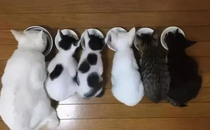 母猫需要做绝育吗(解答母猫绝育的必要性与注意事项)