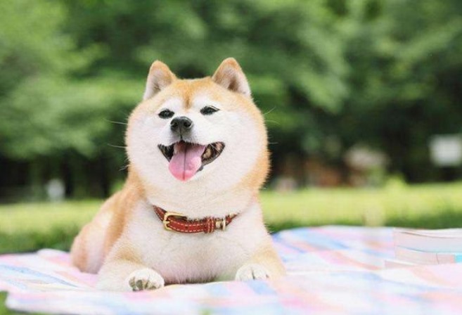 豆柴和柴犬的区别(对比柴犬与豆柴犬的外貌特征与性格特点)