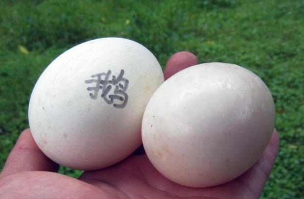 三种人不宜吃鹅蛋(了解不适合食用鹅蛋的人群特征)