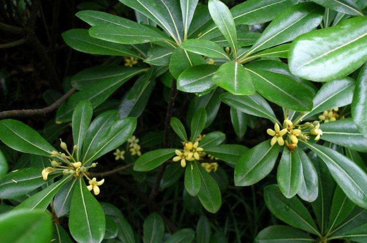 鸭掌木的养殖方法(鸭掌木养护和种植技巧分享)