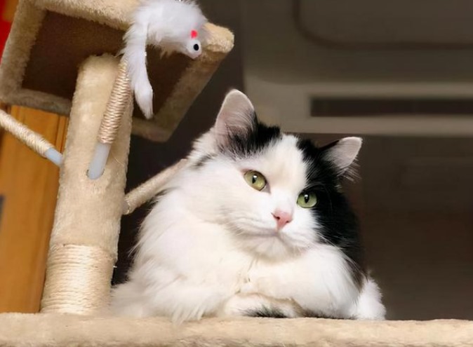 母猫发情怎么缓解(宠物护理：帮助母猫度过发情期的方法)