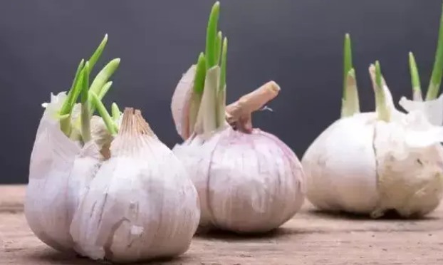 发芽的洋葱能吃吗(探讨发芽洋葱的安全性和食用建议)