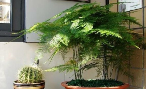 文竹的寓意和象征(植物文化：文竹的象征意义)