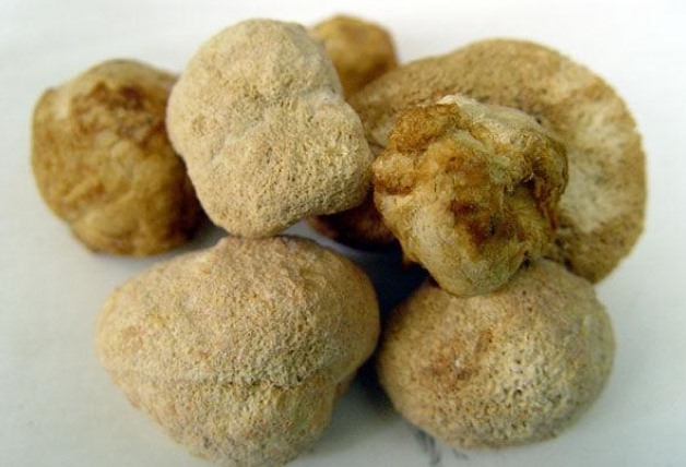 猴头菇的作用与功效(了解猴头菇的健康益处)