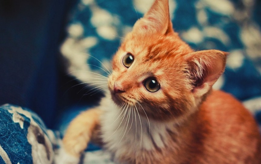 猫的眼睛为什么会发光(科学解释猫咪眼睛发光的原因)