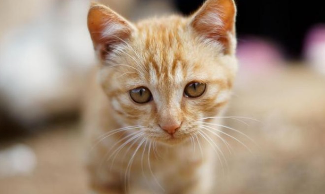 猫咪感冒症状表现(识别猫咪感冒的常见症状与处理方法)