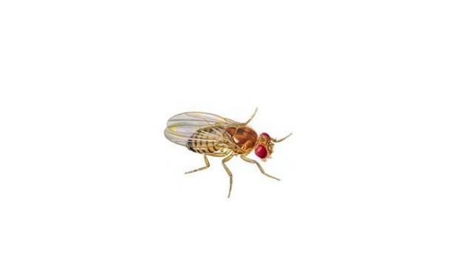 夏天小虫子太多怎么办(提供夏季防虫策略与室内清洁建议)