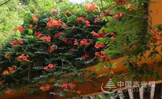 家里为什么不能养凌霄花（室内不适合种植凌霄花的原因）