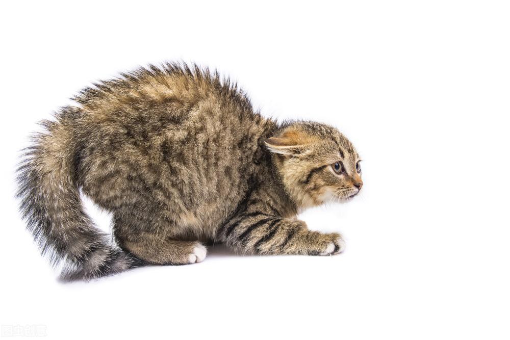 猫咪不想养了怎么办（猫咪不想养了又送不出去怎么办）