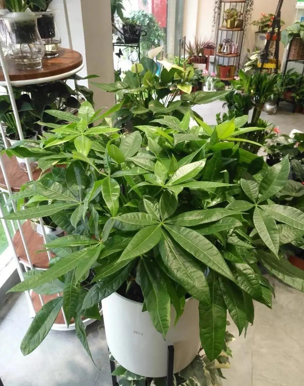 室内最好养的植物盆栽有哪些（室内养什么绿植对身体好又净化空气）