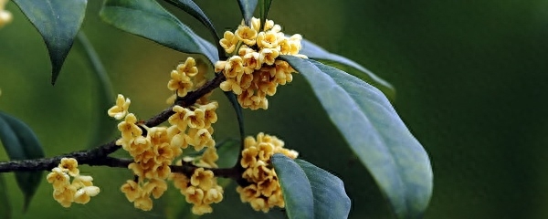 桂花树的养殖方法（桂花的养殖方法和注意事项）