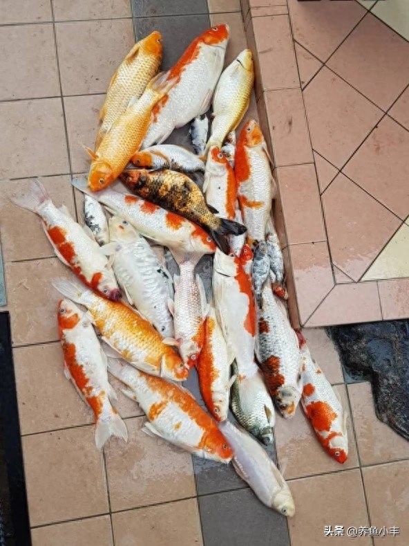 锦鲤为啥不能吃（金鱼锦鲤能吃吗）