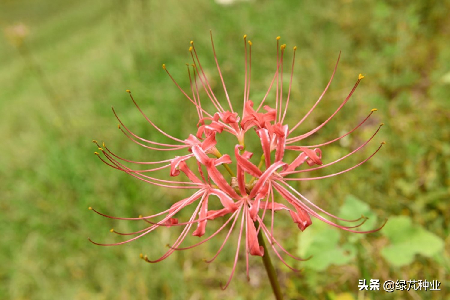 彼岸花几月开花（彼岸花开花前的征兆）