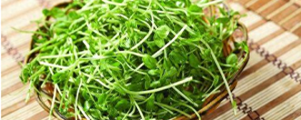豆苗菜的种植方法（豌豆苗的栽培方法）