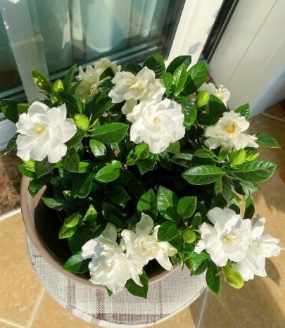 栀子花叶子发黄是什么原因（栀子花黄叶，必须知道的3个原因）