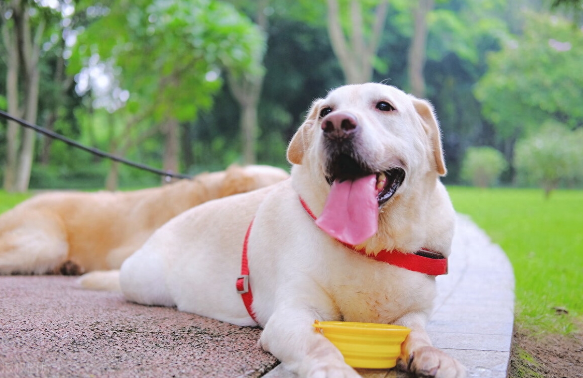 十大新手最好养的狗狗（10种最适合新人饲养的犬种）