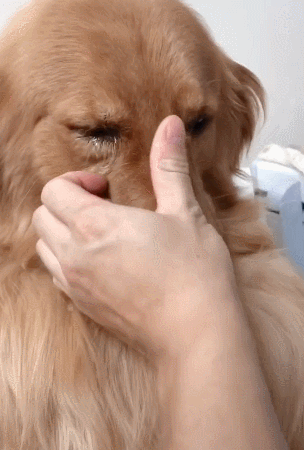 金毛犬最怕什么（金毛最“害怕”的几件事情）