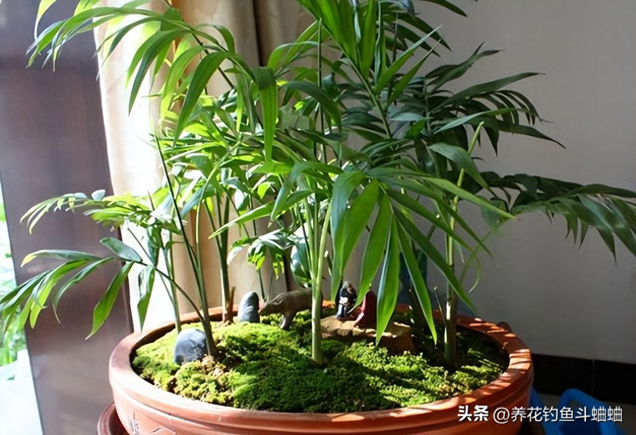 袖珍椰子的养殖方法和注意事项（袖珍椰子养护有技巧，掌握这“四点”）