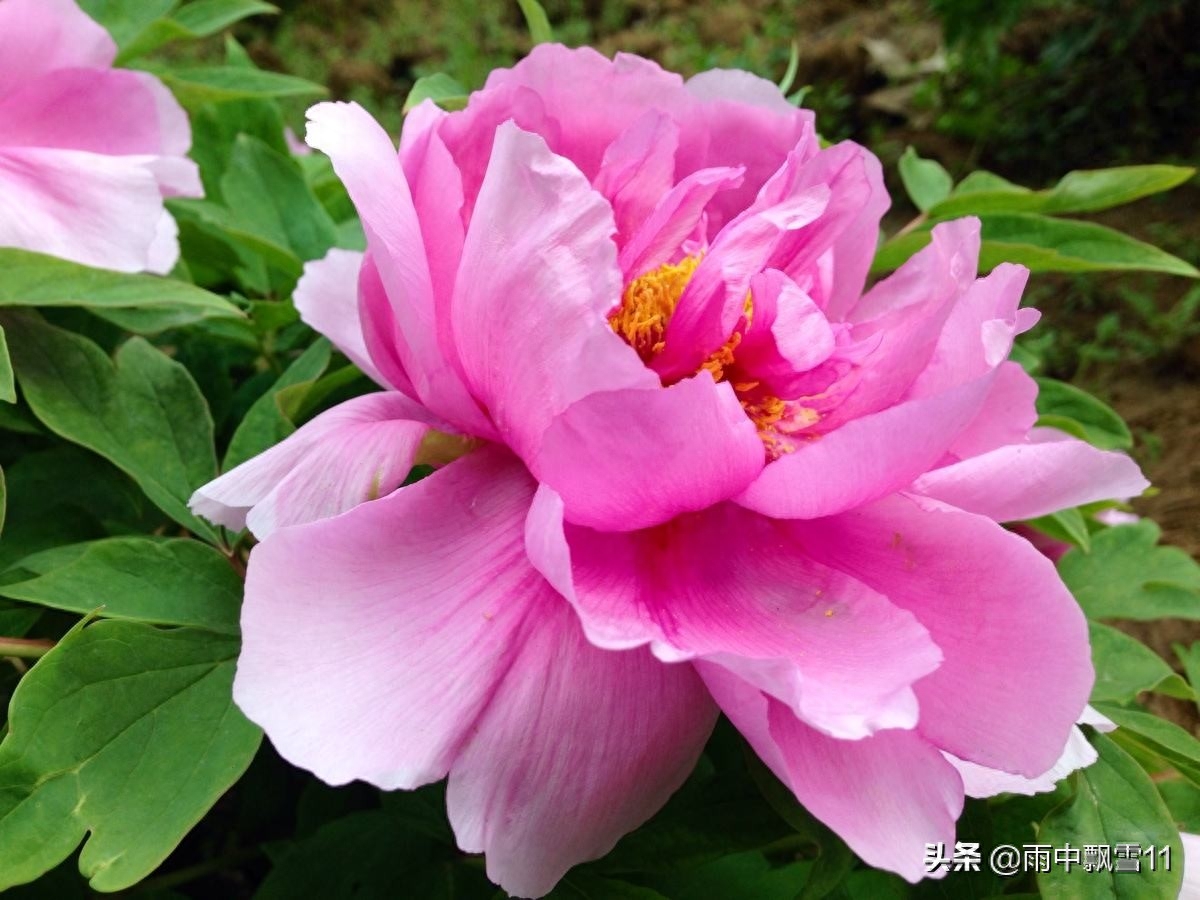 牡丹花怎样种植和养护（秋季牡丹花做好5个要求，让家庭盆栽牡丹）
