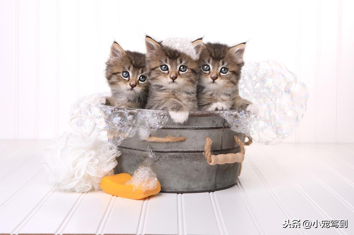 猫咪多久洗一次澡比较好（猫咪多久洗一次澡）