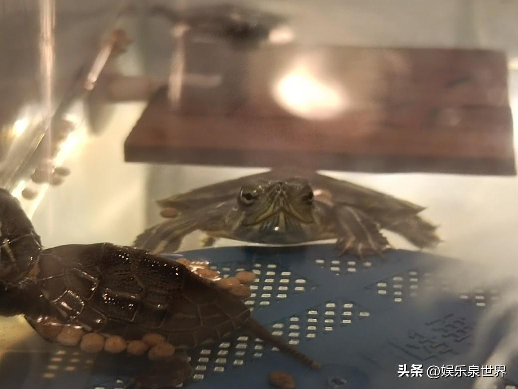 小乌龟不吃东西怎么办（如何才能让小乌龟乖乖地进食呢）