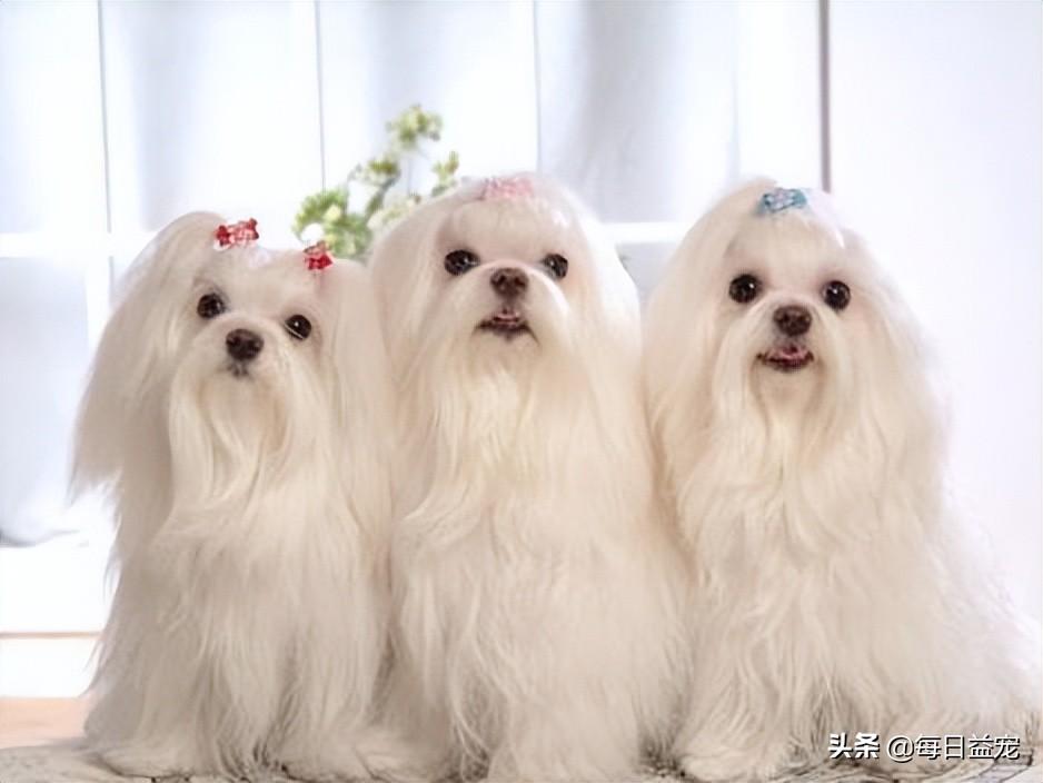 狗得了细小怎么治最好办法（狗狗不幸患上犬细小，不用担心）