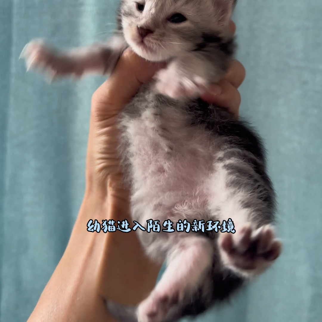 幼猫多久可以洗澡（小猫到家多久可以洗澡）