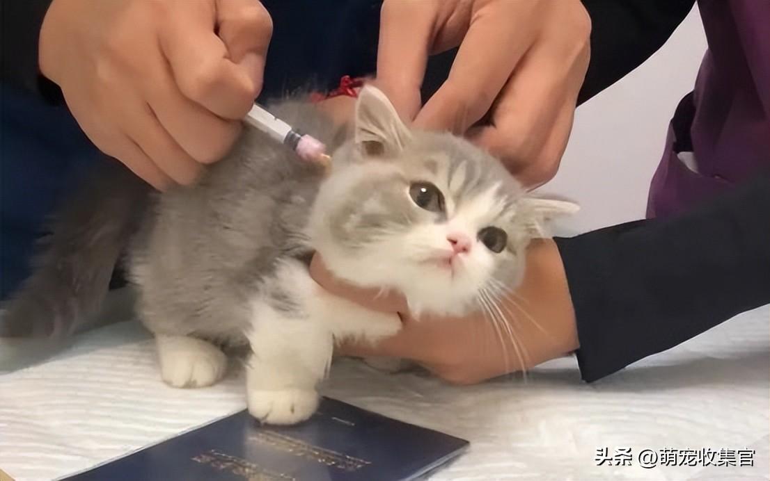 猫多大可以打疫苗（猫咪多大接种疫苗接种疫苗后需要注意什么）