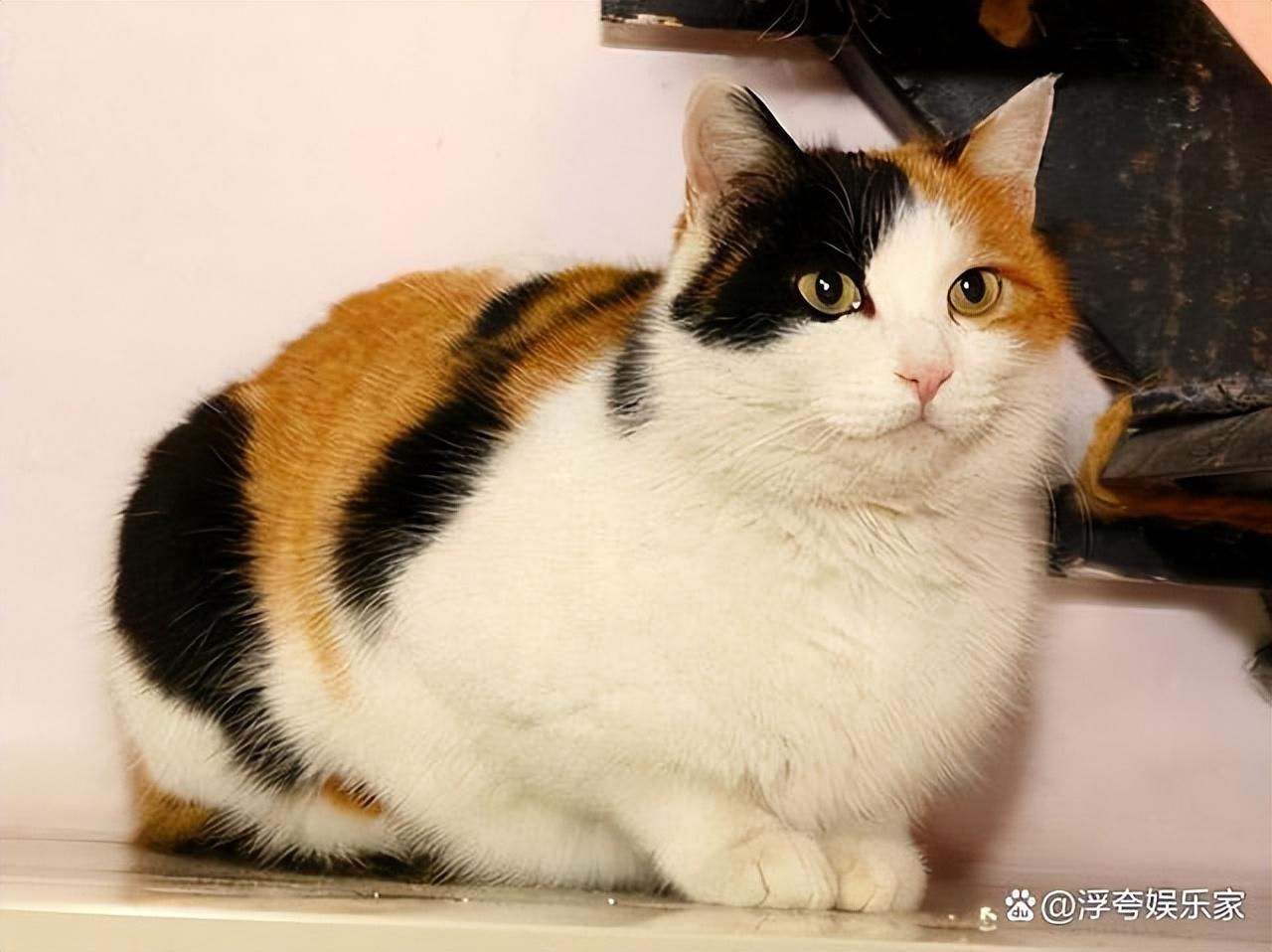猫吃了老鼠药怎么解救（猫不小心吃了老鼠药怎么办）