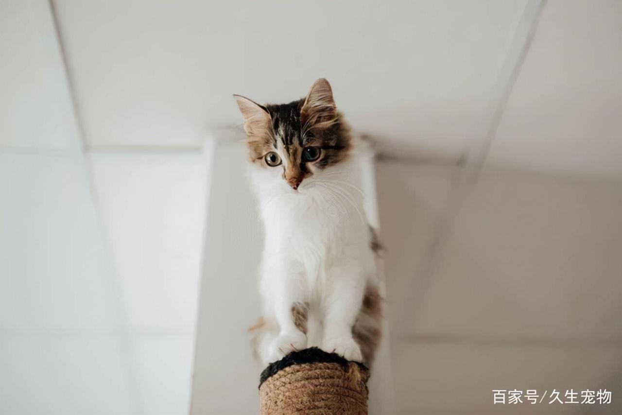 幼猫不吃东西要强喂吗（新猫到家不吃不喝该怎么办）