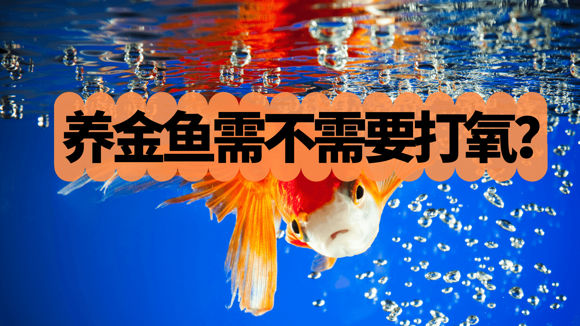 金鱼需要打氧吗（如何判断金鱼是否缺氧）