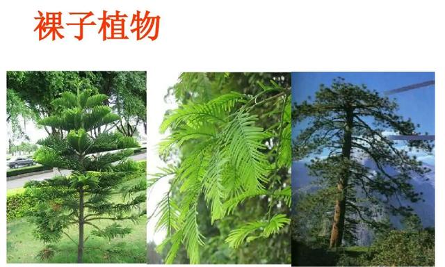 常见的裸子植物有哪些（介绍常见的裸子植物种类）