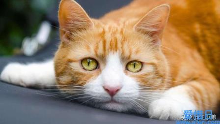 半年不见猫咪还认主人吗（探讨猫咪对主人的记忆力与情感连结，疏解主人疑虑）