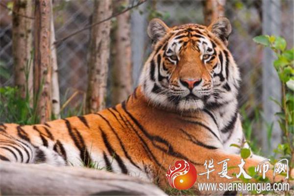已婚女人梦见老虎（探索已婚女性梦见老虎的象征和含义）
