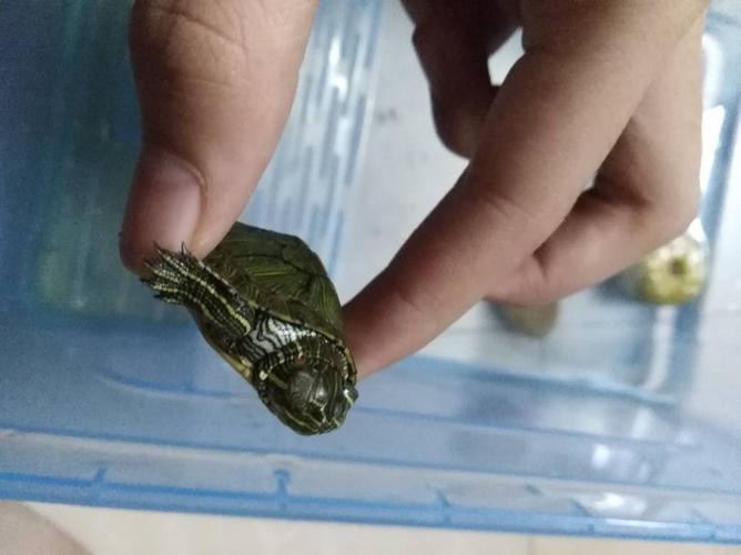怎么哄巴西龟开心（巴西龟的喂养和抚慰方法）