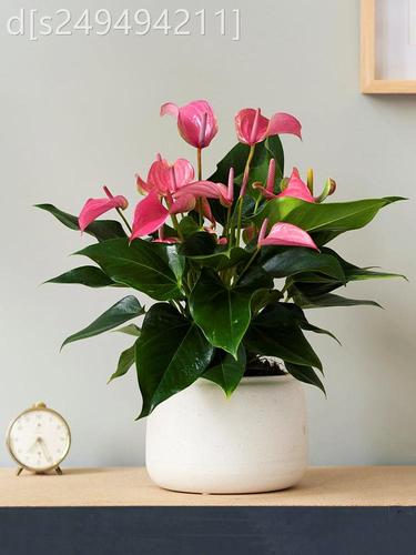 卧室适合养什么花和植物好（室内花卉选择指南）