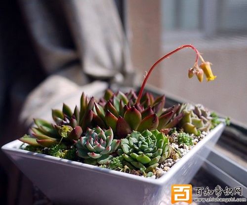 夏天多肉室内还是室外(解答多肉植物的养护问题)