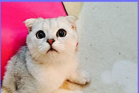 折耳猫的寿命一般多久（折耳猫的平均寿命是多少）
